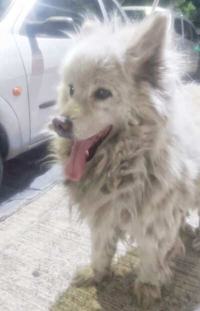 Avena recién rescatada