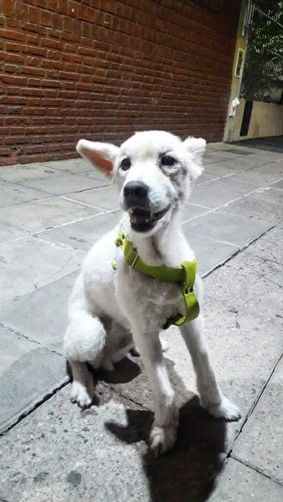 Avena en la calle sonriendo