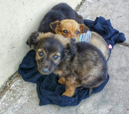 Hiena, León y Lucy