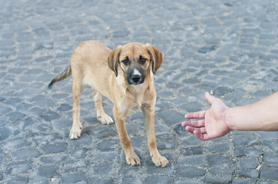 qué hacer si encuentro un perro en la calle