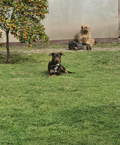 los 3 hermanos descansando