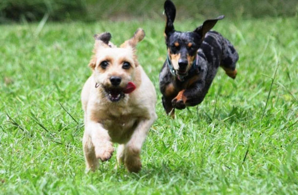 Coca y Juana corriendo